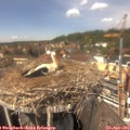 13_55-nest.jpg