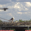 14_00-mast.jpg