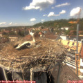 14_20-nest.jpg