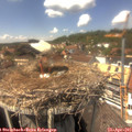14_25-nest.jpg