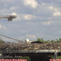 14_50-mast.jpg