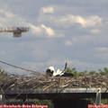 14_55-mast.jpg