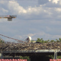 15_05-mast.jpg