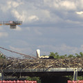 15_10-mast.jpg