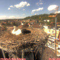 15_20-nest.jpg