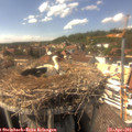15_30-nest.jpg