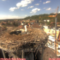 15_35-nest.jpg