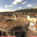 15_45-nest.jpg
