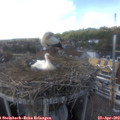 16_00-nest.jpg