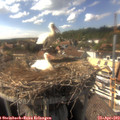 16_05-nest.jpg