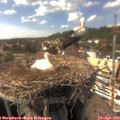 16_10-nest.jpg