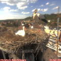 16_20-nest.jpg