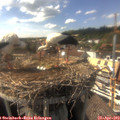 16_25-nest.jpg