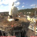 16_30-nest.jpg