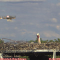 16_40-mast.jpg