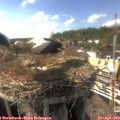 16_45-nest.jpg