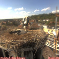 16_50-nest.jpg
