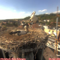 17_00-nest.jpg
