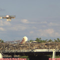 17_05-mast.jpg