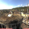 17_10-nest.jpg