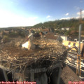 17_20-nest.jpg