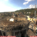 17_30-nest.jpg
