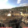 17_35-nest.jpg