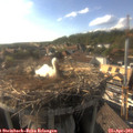 17_40-nest.jpg