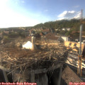 17_45-nest.jpg