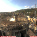 17_55-nest.jpg