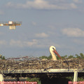 18_00-mast.jpg