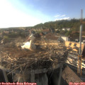 18_00-nest.jpg