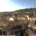 18_05-nest.jpg