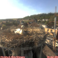18_10-nest.jpg
