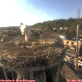 18_15-nest.jpg
