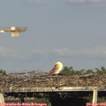 18_20-mast.jpg