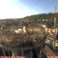 18_20-nest.jpg