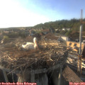 18_25-nest.jpg