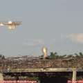 18_30-mast.jpg