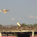 18_35-mast.jpg