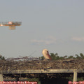 18_40-mast.jpg