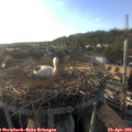 18_40-nest.jpg