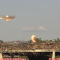 18_45-mast.jpg