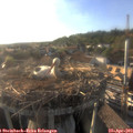 18_45-nest.jpg