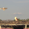 18_50-mast.jpg
