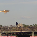 18_55-mast.jpg
