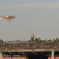 19_00-mast.jpg