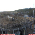 19_15-nest.jpg