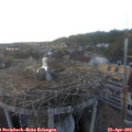 19_25-nest.jpg