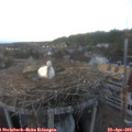 19_40-nest.jpg